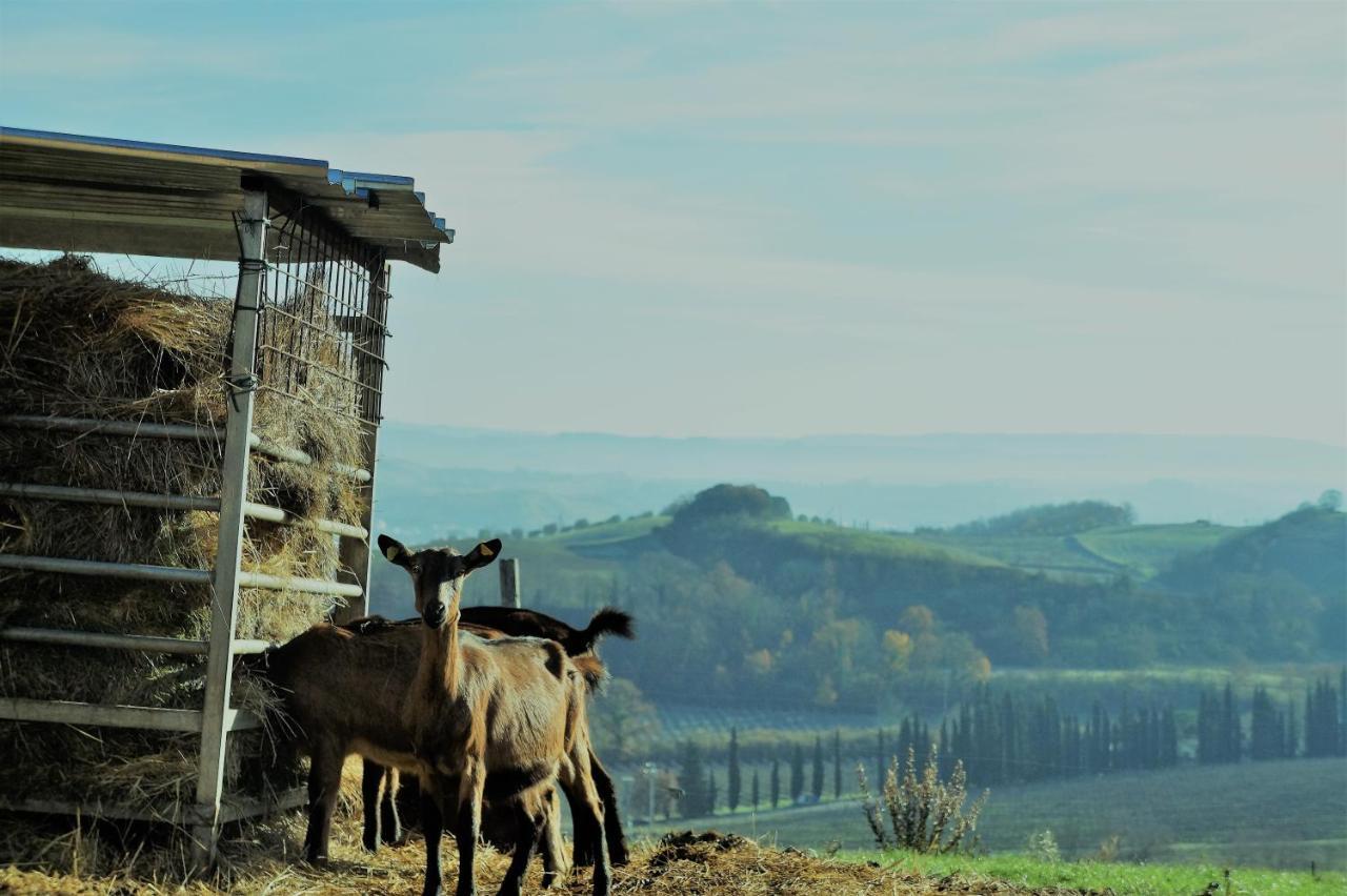 Agriturismo Fattoria Le Caprine Gambassi Terme Kültér fotó